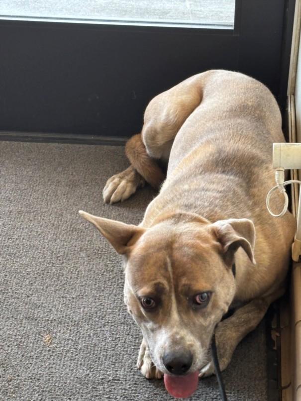 Enlarge BABY BOY, a Adoptable mixed breed in Burbank, CA image 1/1