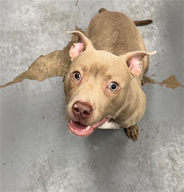 PERIWINKLE, Adoptable, Young Female Pit Bull Terrier & Mixed Breed.