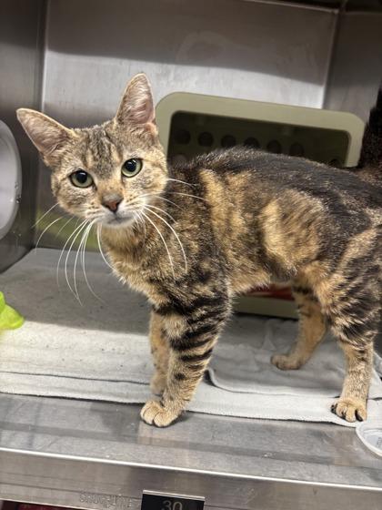 Beyonce, Adoptable, Adult Female Domestic Short Hair & Domestic Short Hair.