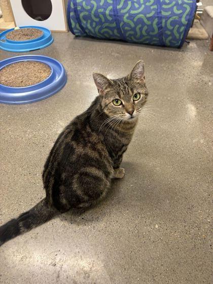 Enlarge Beyonce, a Adoptable mixed breed in Lafayette, IN image 2/2