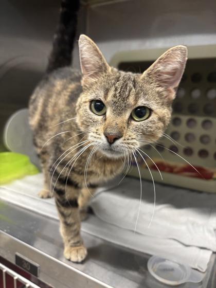 Enlarge Beyonce, a Adoptable mixed breed in Lafayette, IN image 2/2