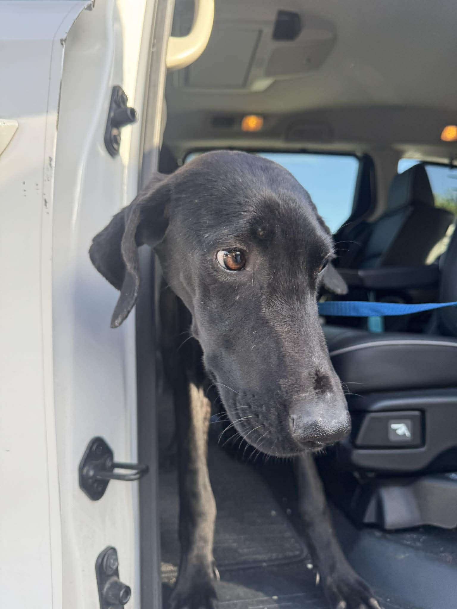 Collins, ADOPTABLE, Puppy Female Great Dane.
