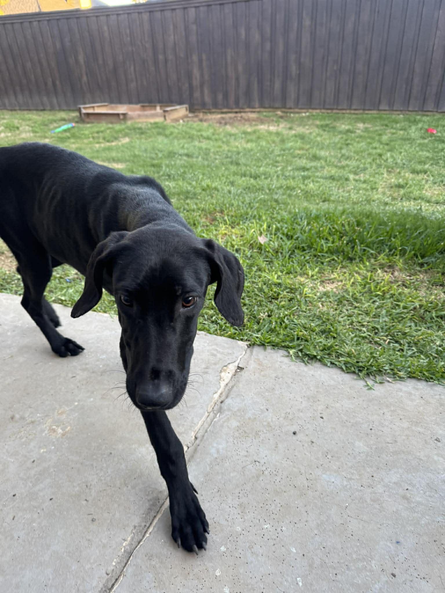 Collins, a ADOPTABLE mixed breed in Dallas, TX image 3/3