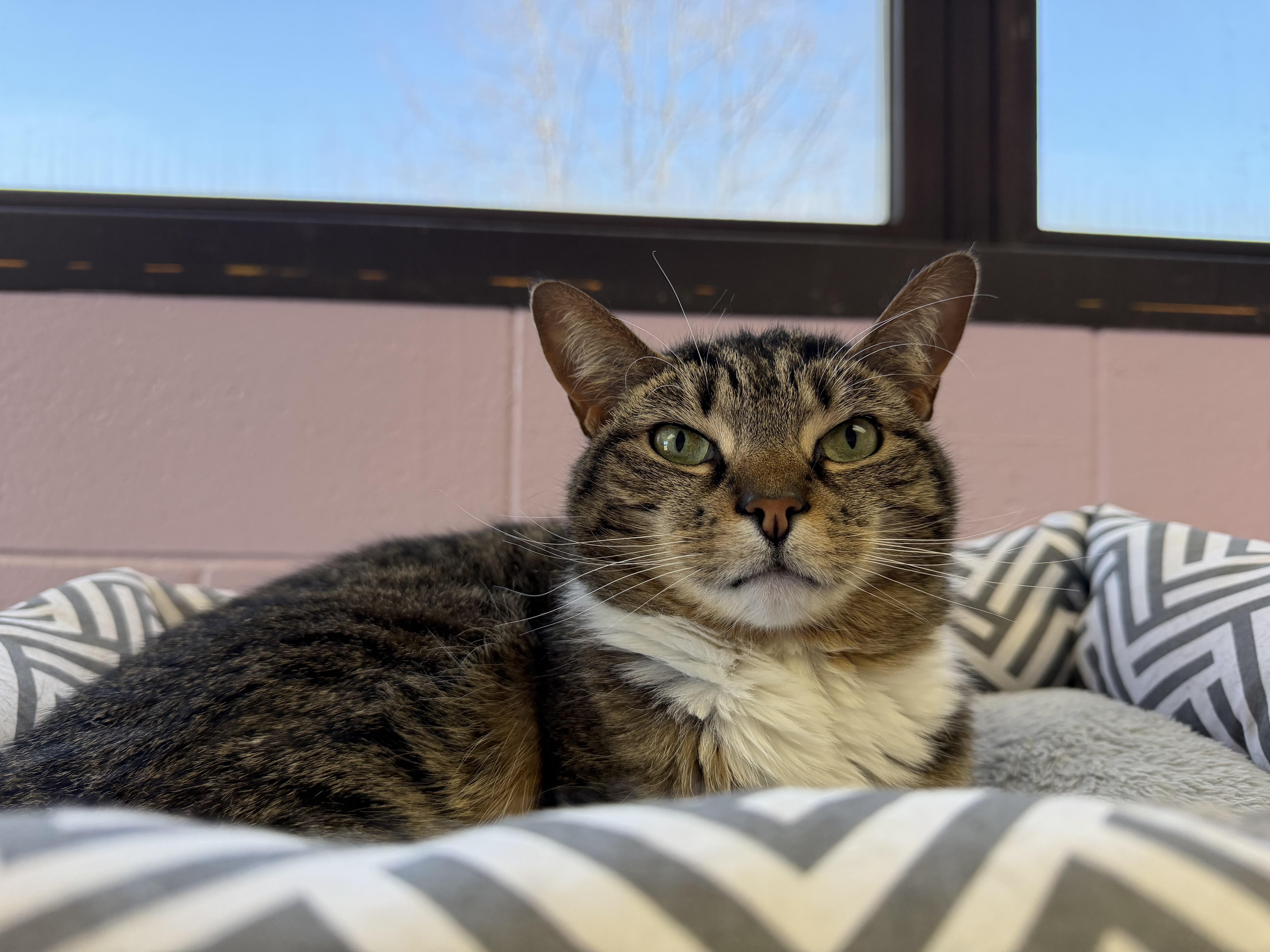 Enlarge Halo, an adopted Domestic Short Hair in Wantagh, NY image 1/2