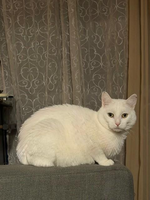 Enlarge Keno, an adopted Domestic Short Hair in Kingston, MA image 4/6