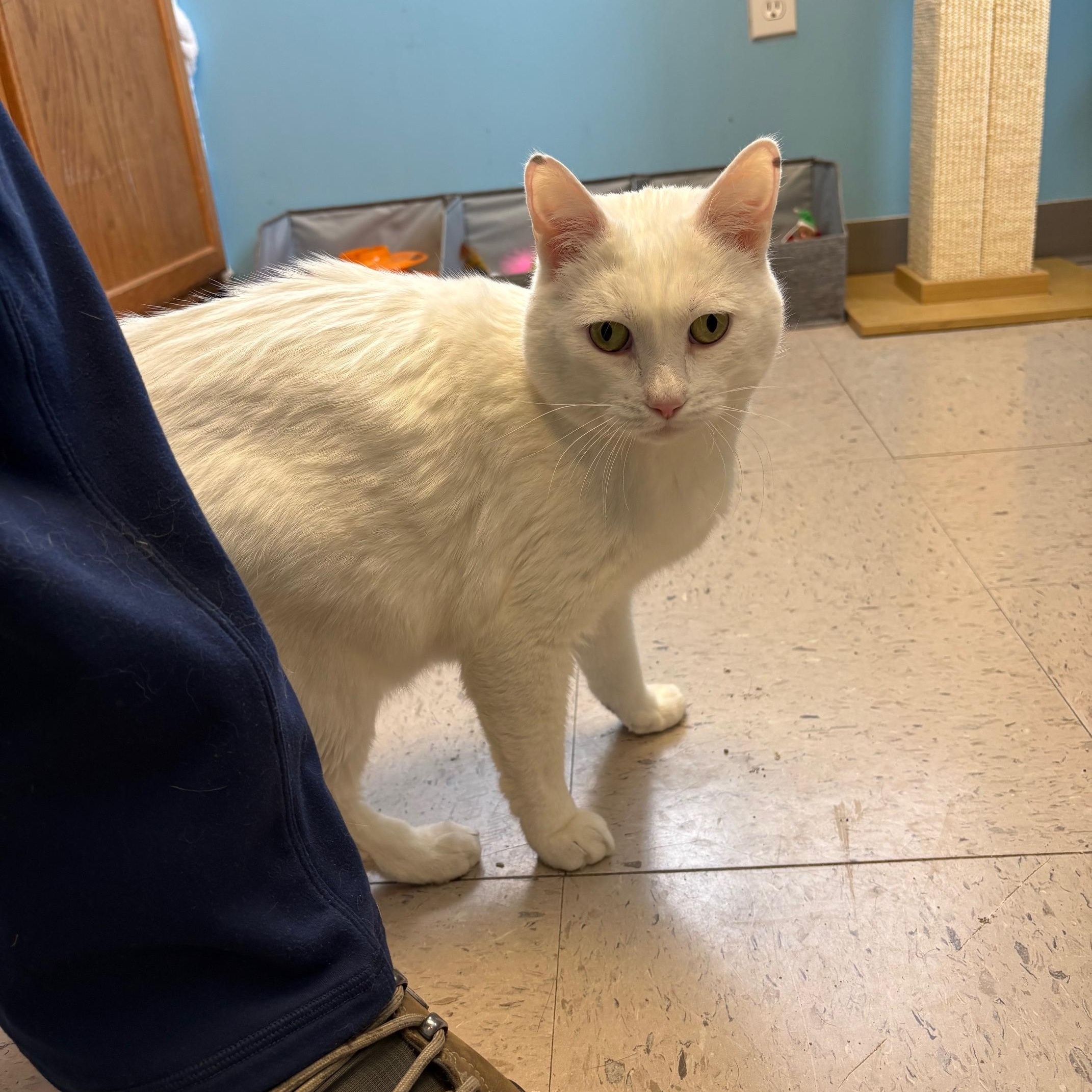 Enlarge Keno, an adopted Domestic Short Hair in Kingston, MA image 3/6