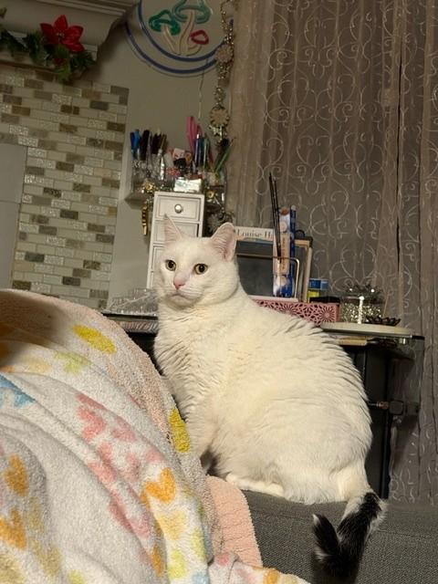 Keno, adopted, Adult Male Domestic Short Hair.