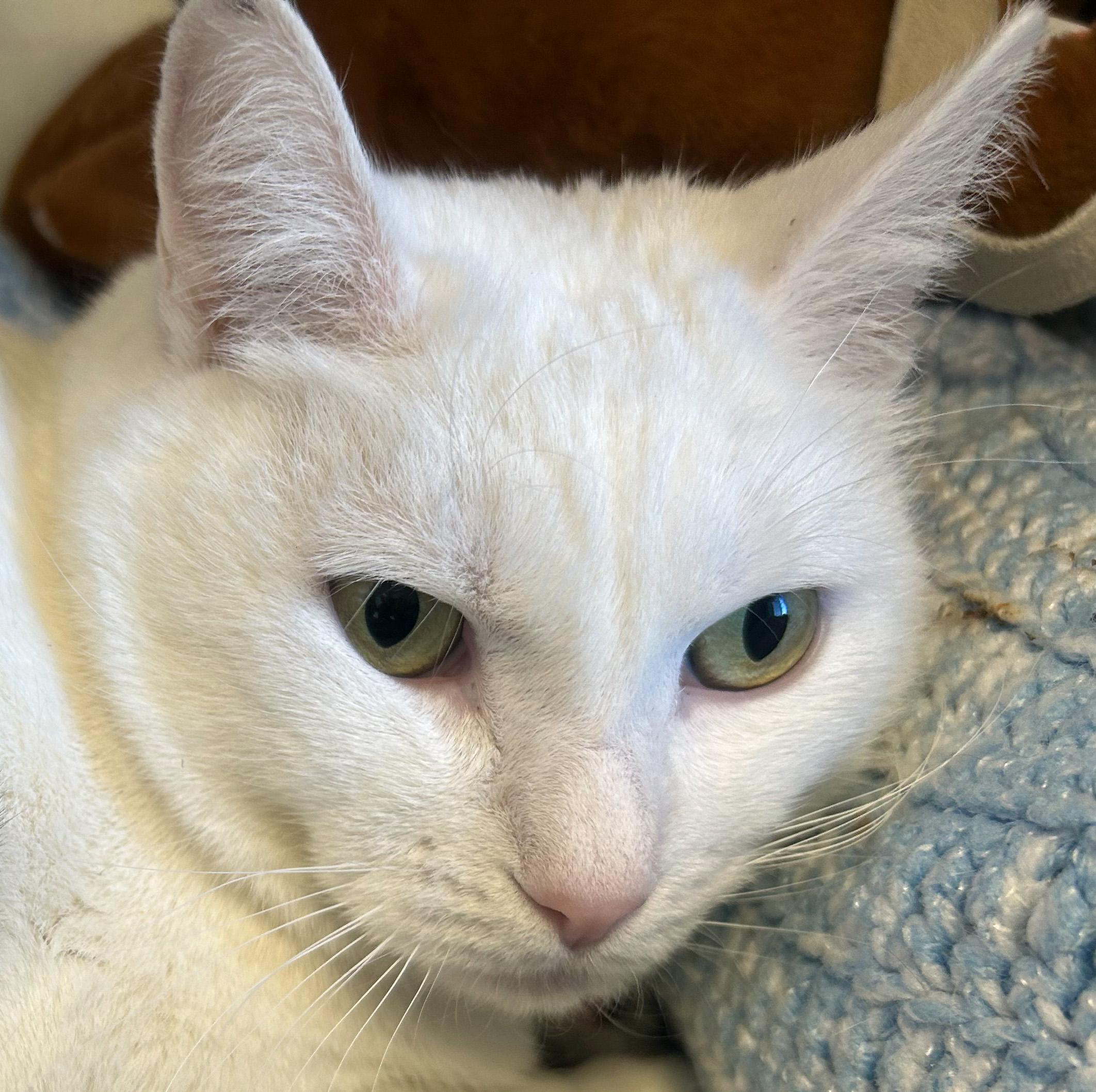 Enlarge Keno, an adopted Domestic Short Hair in Kingston, MA image 2/6