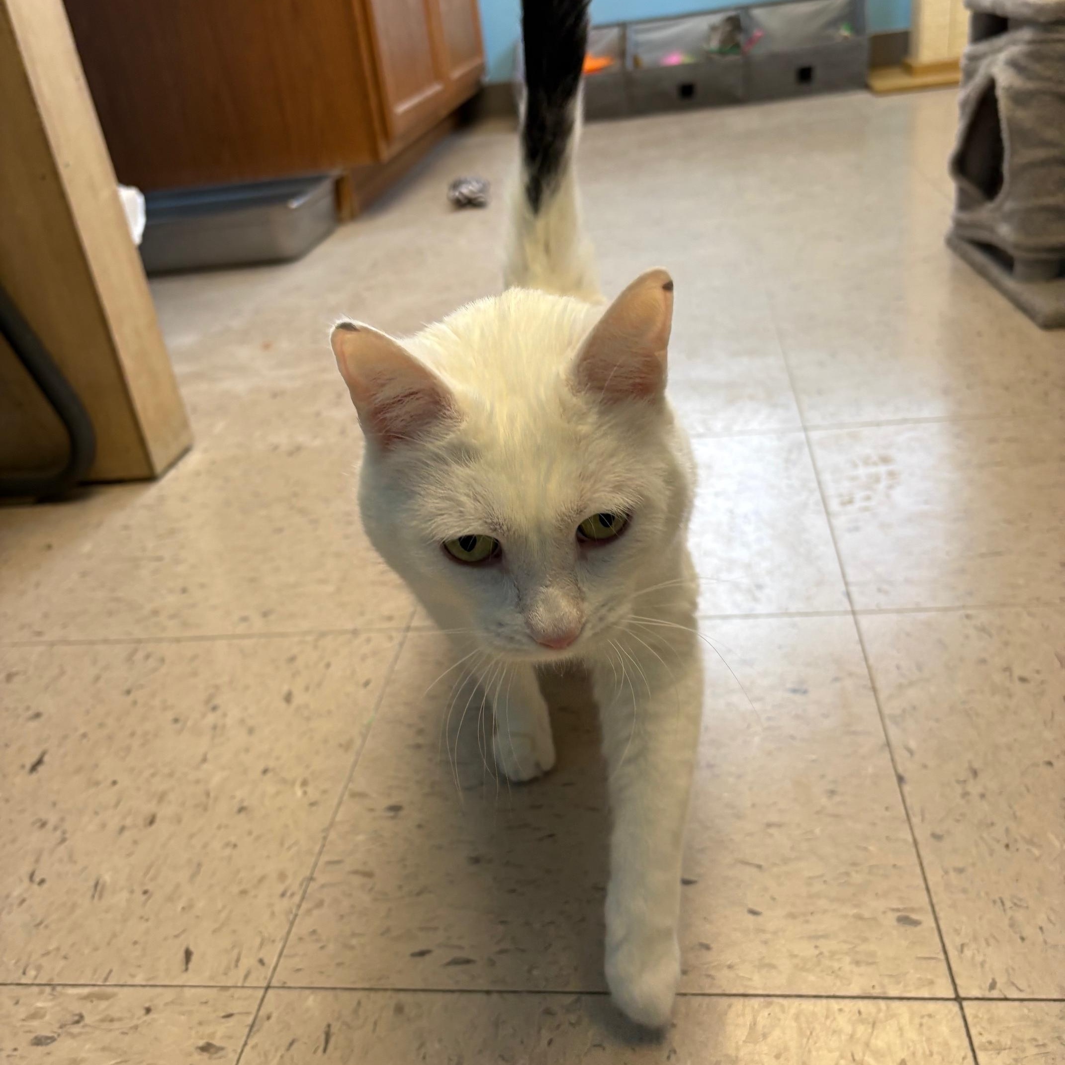 Enlarge Keno, an adopted Domestic Short Hair in Kingston, MA image 5/6