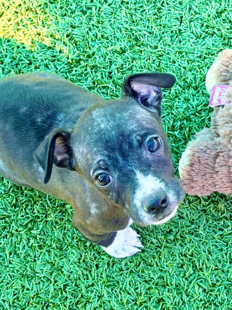 Enlarge Ford, a Adoptable Chihuahua in Cape Coral, FL image 1/1