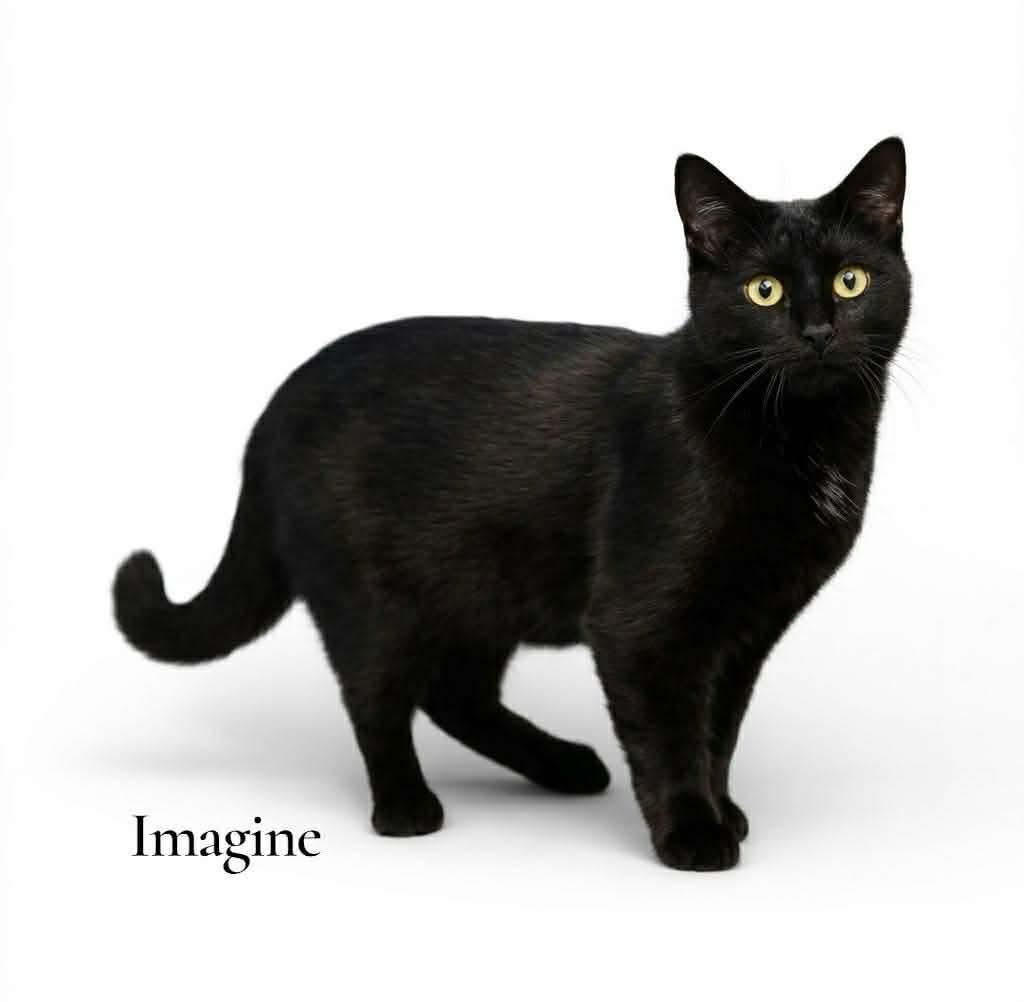 Enlarge Imagine, an adopted Domestic Short Hair in Stevensville, MI image 2/2