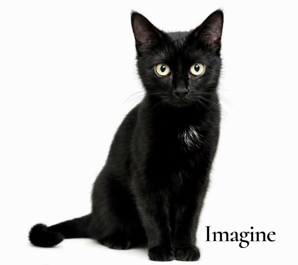 Imagine, ADOPTABLE, Young Male Domestic Short Hair.