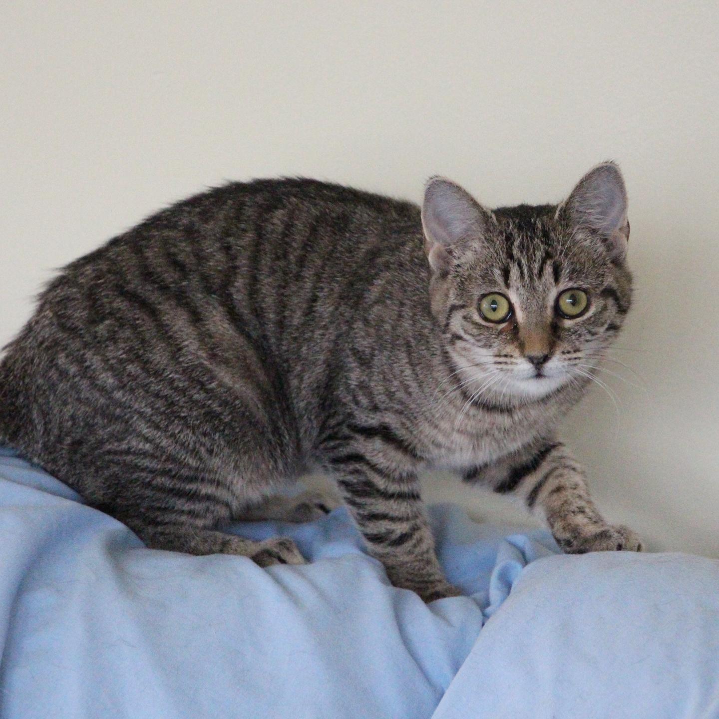 Enlarge Rosalita, a ADOPTABLE mixed breed in Harrisburg, PA image 2/2