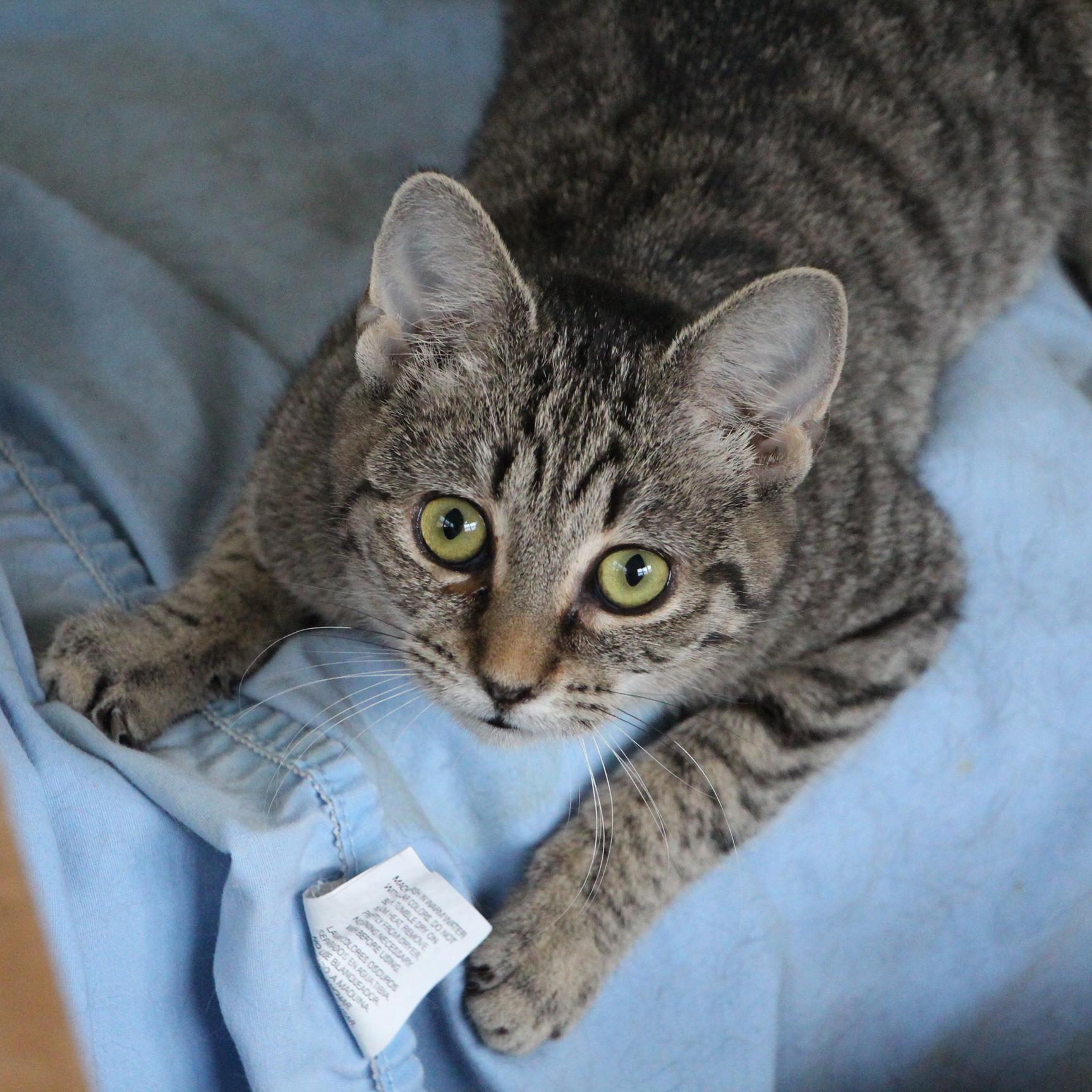Rosalita, ADOPTABLE, Kitten Female Tabby & Domestic Short Hair.