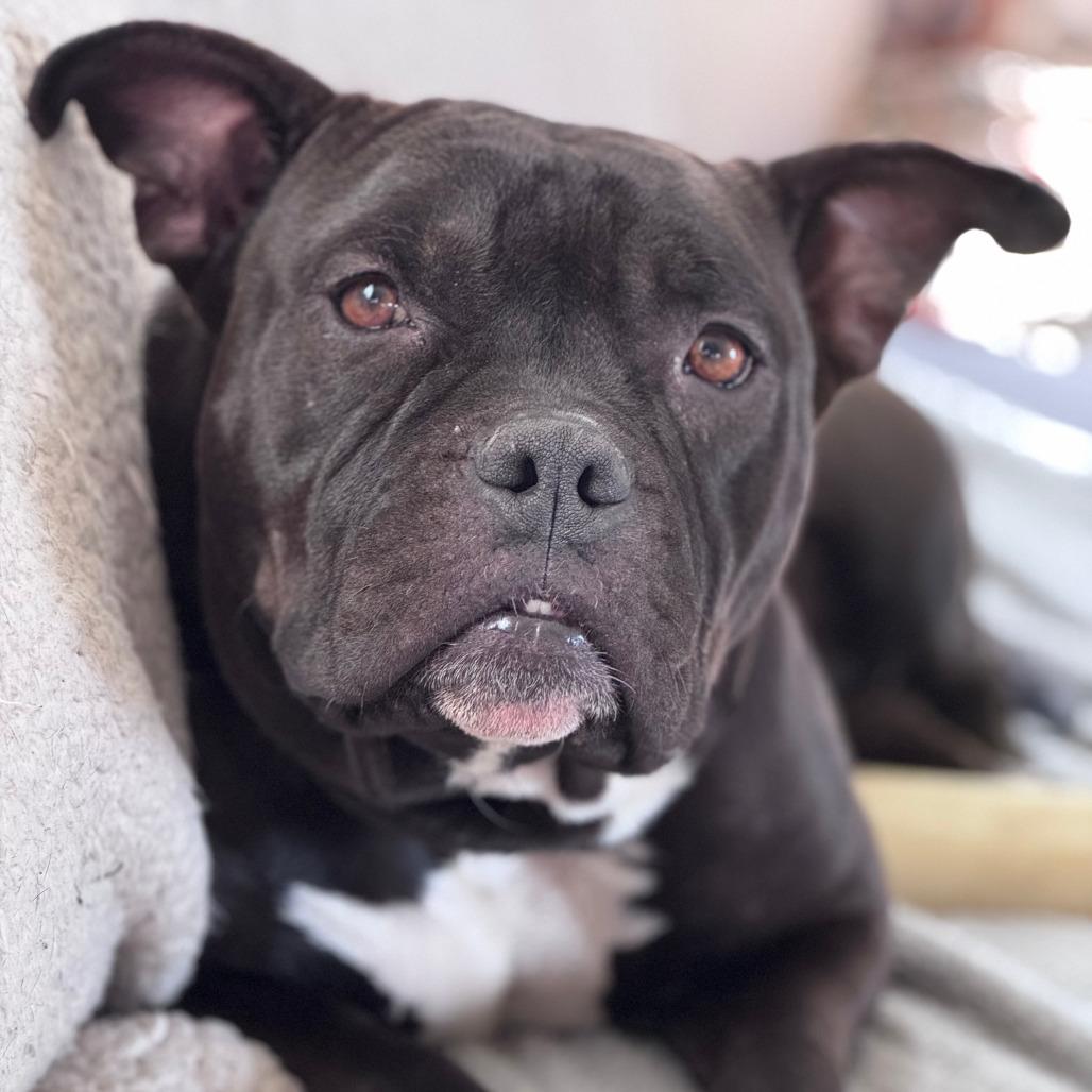Enlarge Hippo, a Adoptable mixed breed in Boone, IA image 1/6