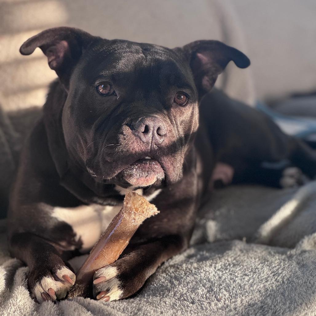 Enlarge Hippo, a Adoptable mixed breed in Boone, IA image 2/6