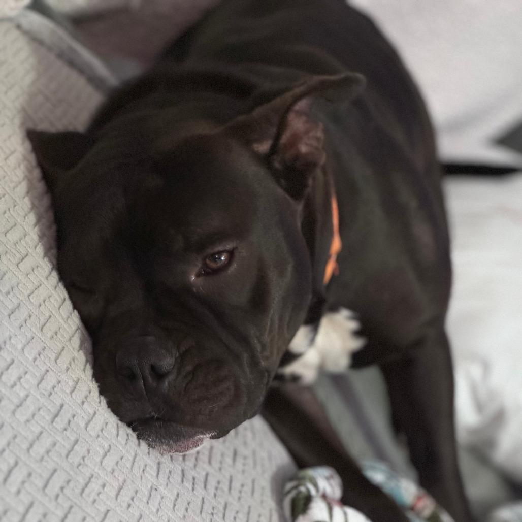 Enlarge Hippo, a Adoptable mixed breed in Boone, IA image 3/6