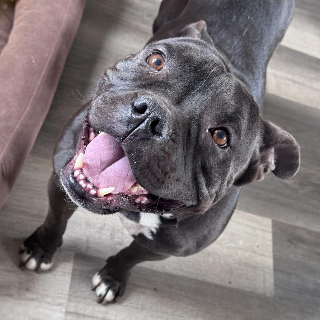 Enlarge Hippo, a Adoptable mixed breed in Boone, IA image 4/6
