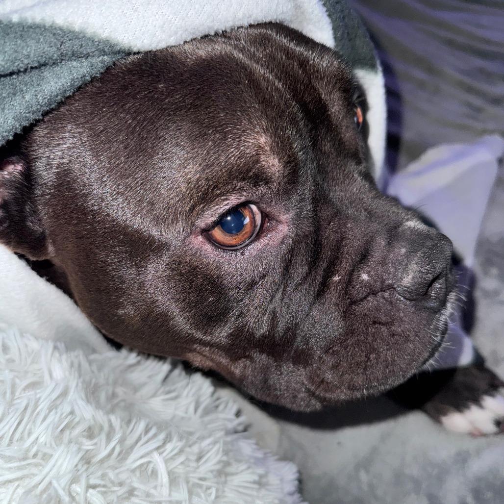 Enlarge Hippo, a Adoptable mixed breed in Boone, IA image 5/6