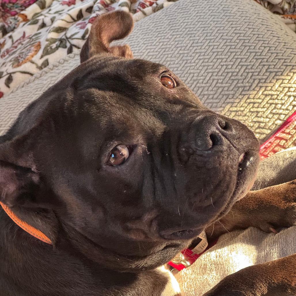 Enlarge Hippo, a Adoptable mixed breed in Boone, IA image 6/6