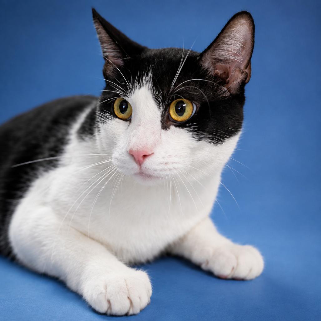 Domino, Adoptable, Young Male Domestic Short Hair.