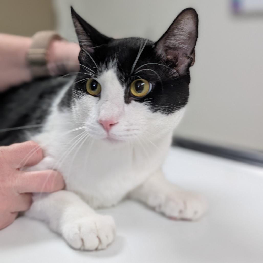 Domino, a Adoptable Domestic Short Hair in Canton, IL image 2/2