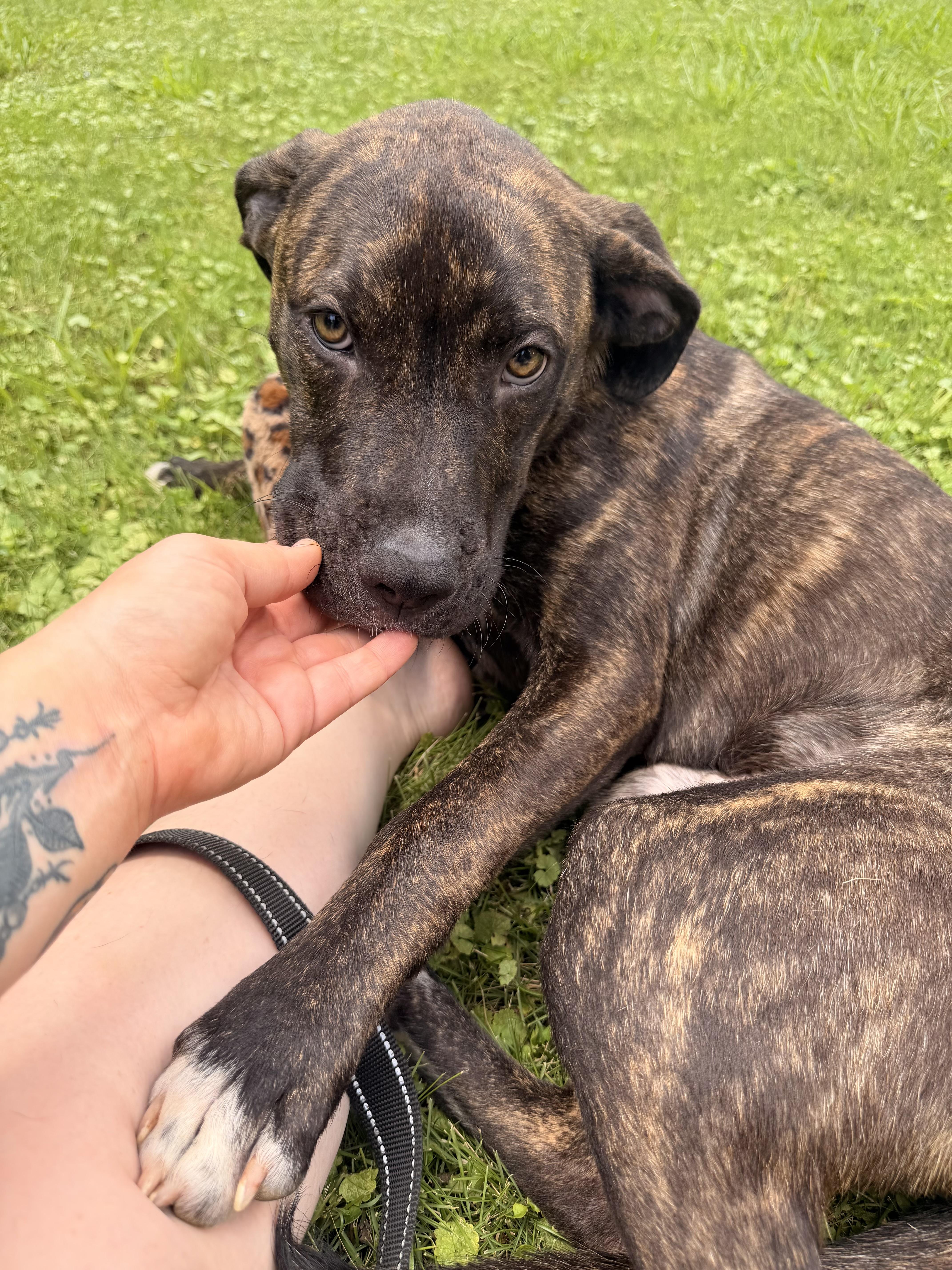 Enlarge Damion, a Adoptable mixed breed in Monroeville, PA image 1/6