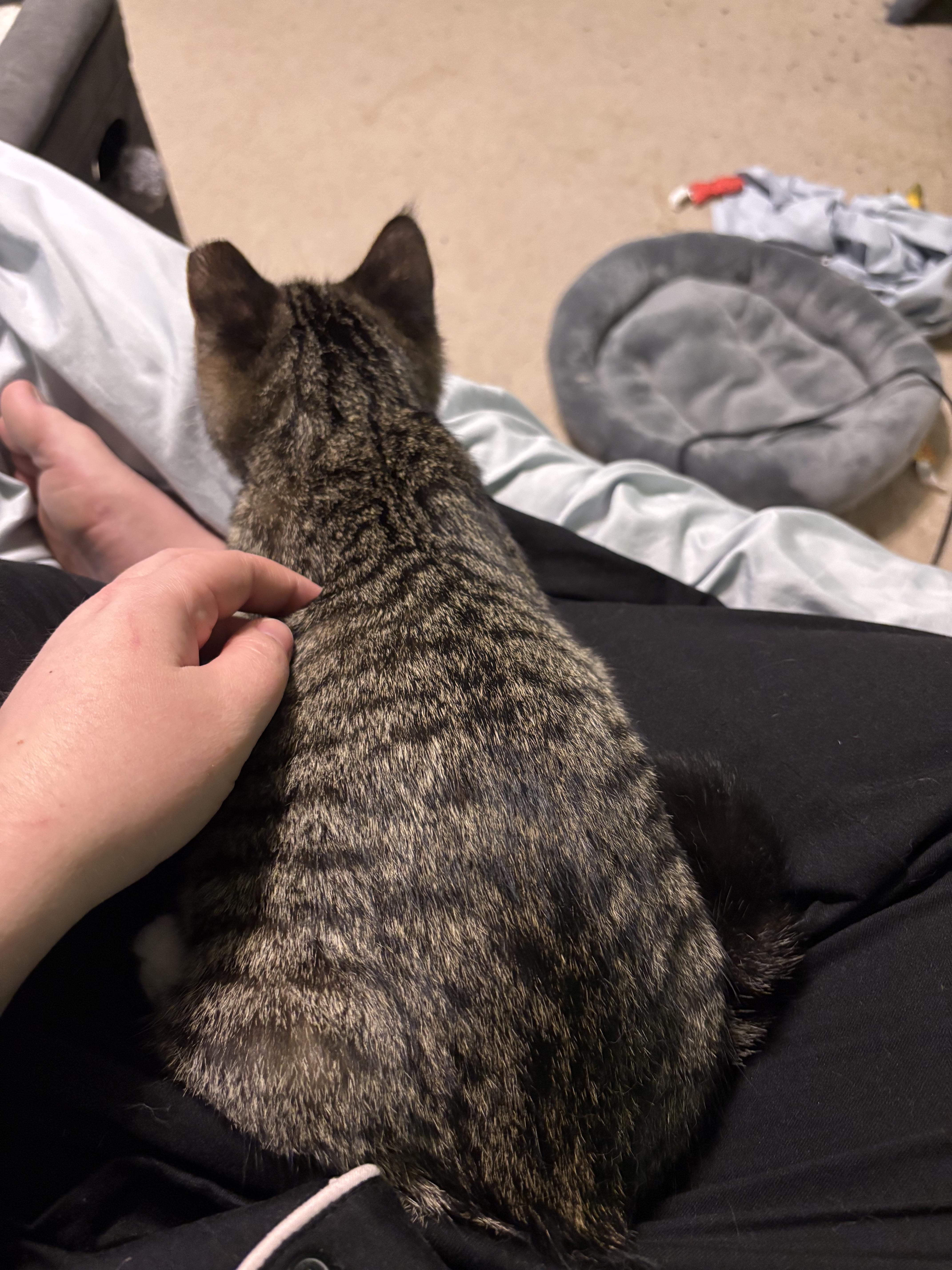 Enlarge Nutmeg, a Adoptable Domestic Short Hair in West Warwick, RI image 2/6