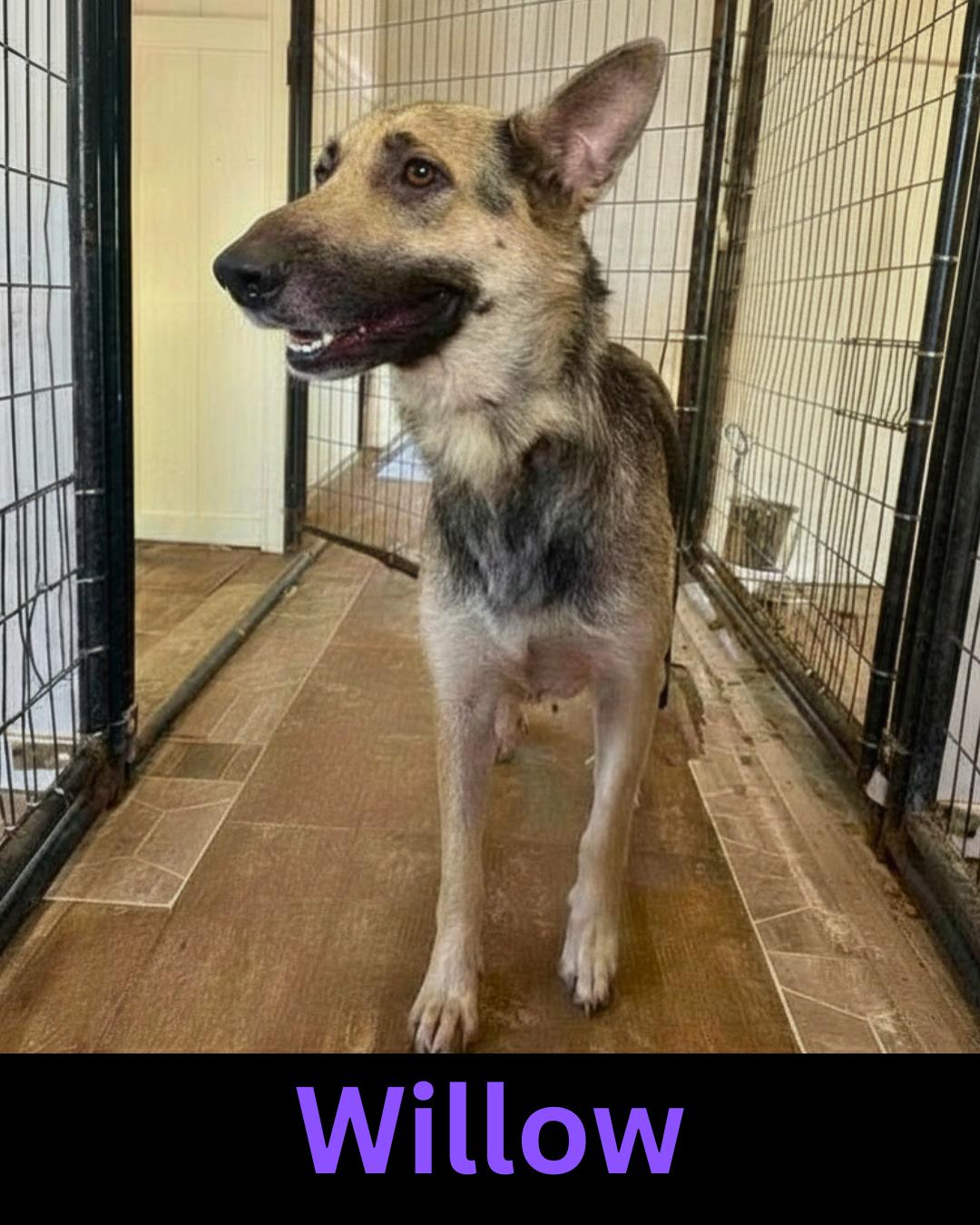 Willow, Adoptable, Adult Female German Shepherd Dog.