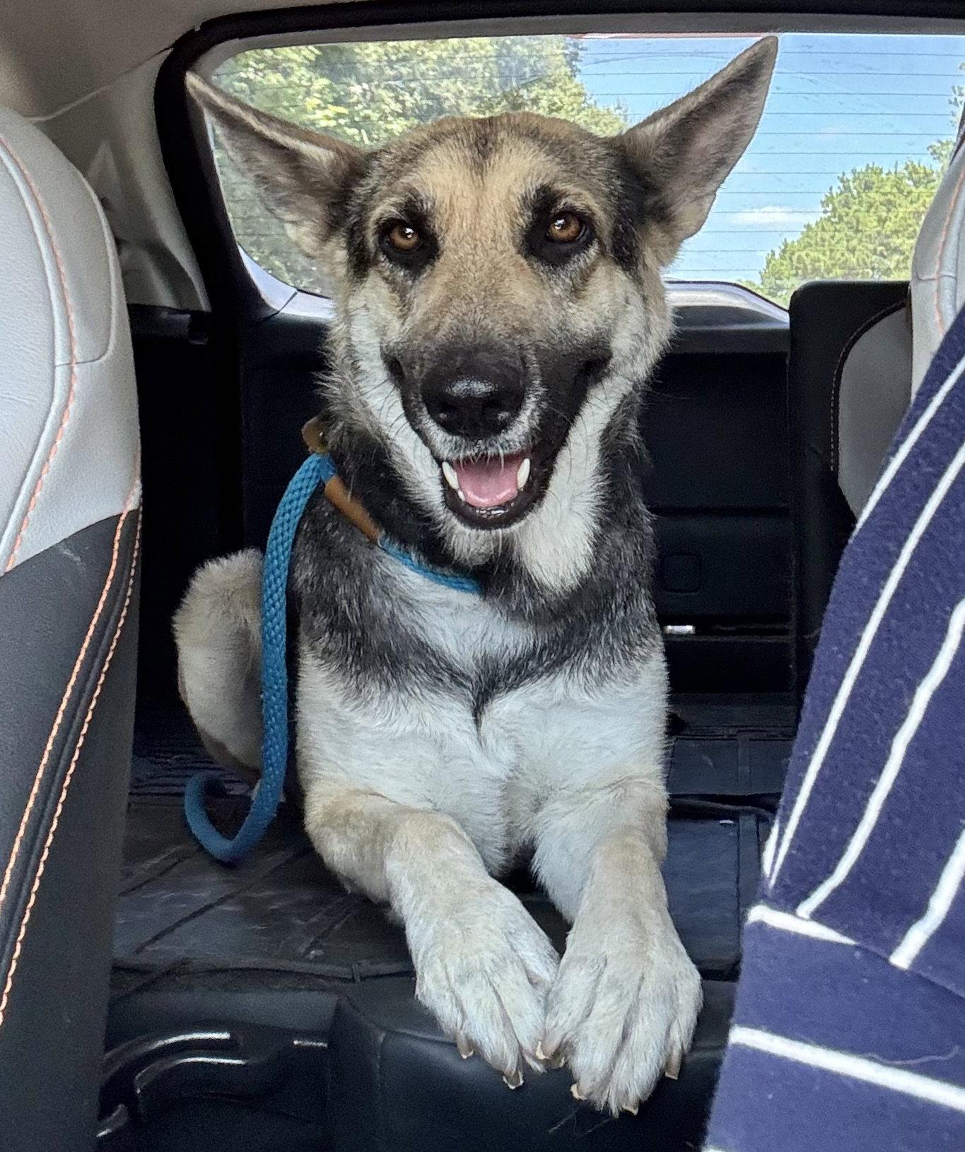 Enlarge Willow, a Adoptable German Shepherd Dog in The Woodlands, TX image 2/2