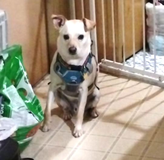 GASTON, Adopted, Young Male Australian Cattle Dog / Blue Heeler & Australian Kelpie.