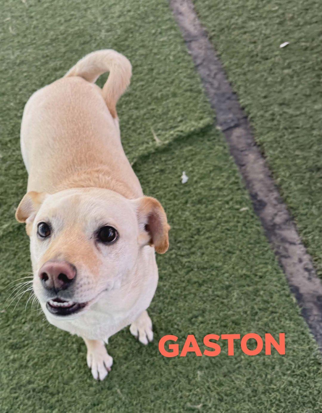 Enlarge GASTON, a Adopted mixed breed in Chandler, AZ image 2/3