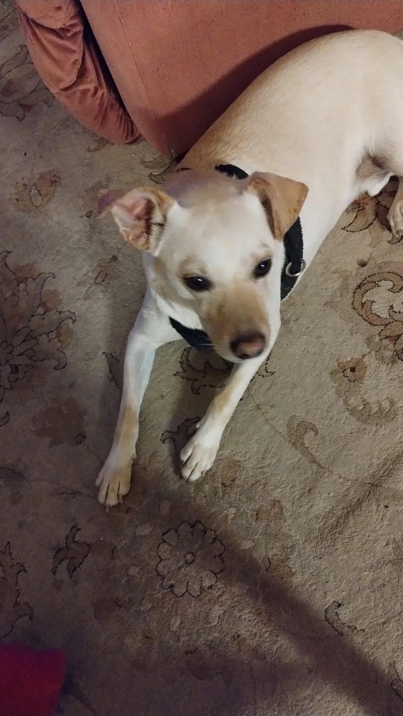 Enlarge GASTON, a Adopted mixed breed in Chandler, AZ image 3/3