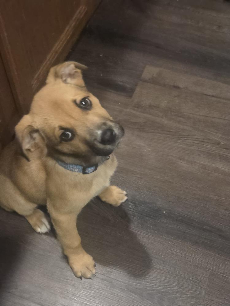 BBQ- Girl 1 - Bourbon, Adoptable, Puppy Female Boxer & Shepherd.