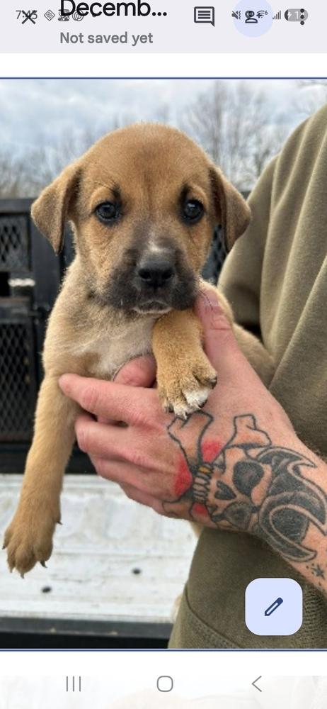 BBQ- Girl 1 - Bourbon, Adoptable, Puppy Female Boxer & Shepherd.