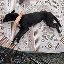 Enlarge Lily, a ADOPTABLE mixed breed in torrance, CA image 5/5