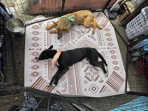 Enlarge Lily, a ADOPTABLE mixed breed in torrance, CA image 2/5