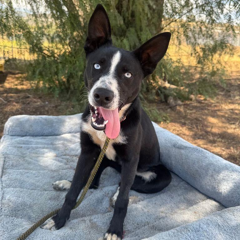 Lily, ADOPTABLE, Young Female Border Collie & Husky.