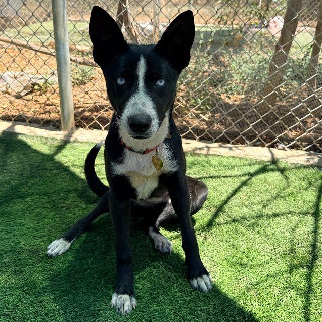 Enlarge Lily, a ADOPTABLE mixed breed in torrance, CA image 3/5