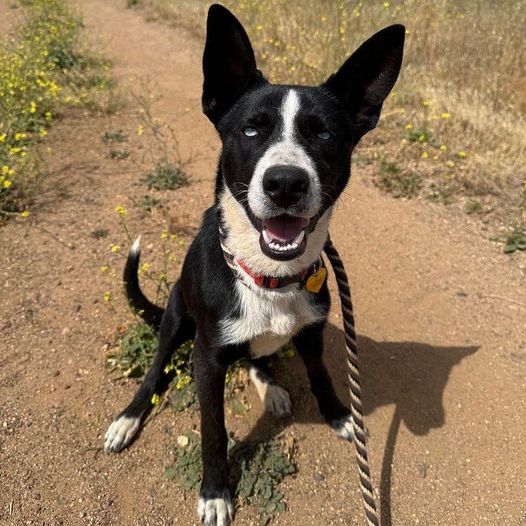 Enlarge Lily, a ADOPTABLE mixed breed in torrance, CA image 4/5