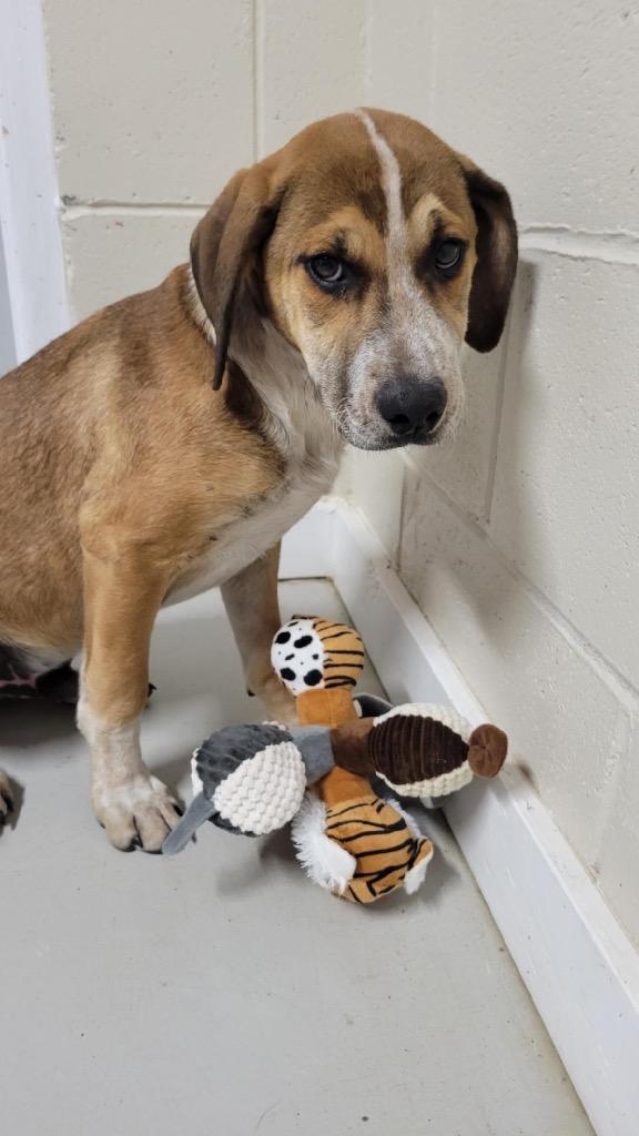 Enlarge Ford, a Adoptable mixed breed in Metter, GA image 1/1