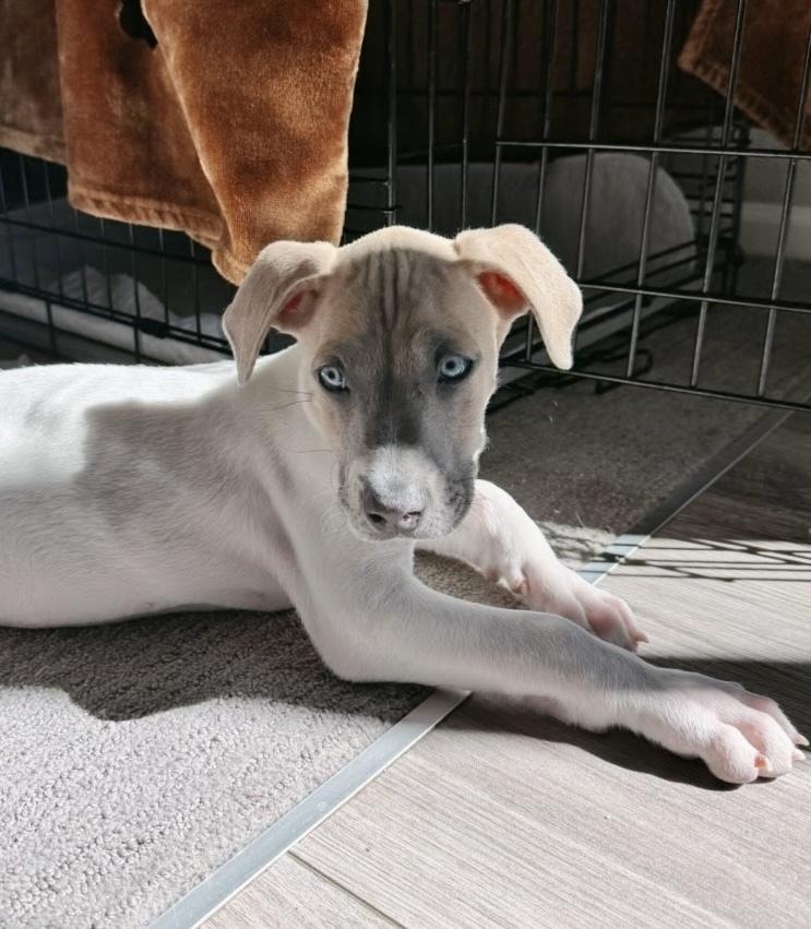 Pacman, Adoptable, Puppy Male Great Dane.