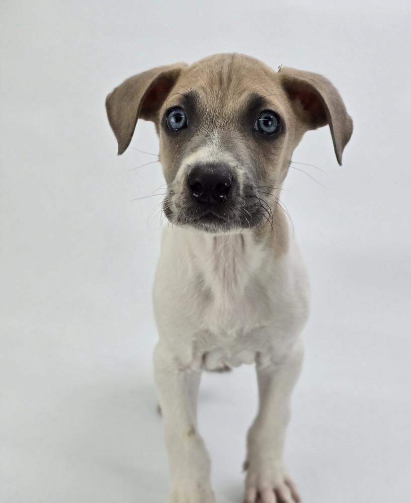 Enlarge Pacman, a Adoptable mixed breed in Sedalia, CO image 2/6