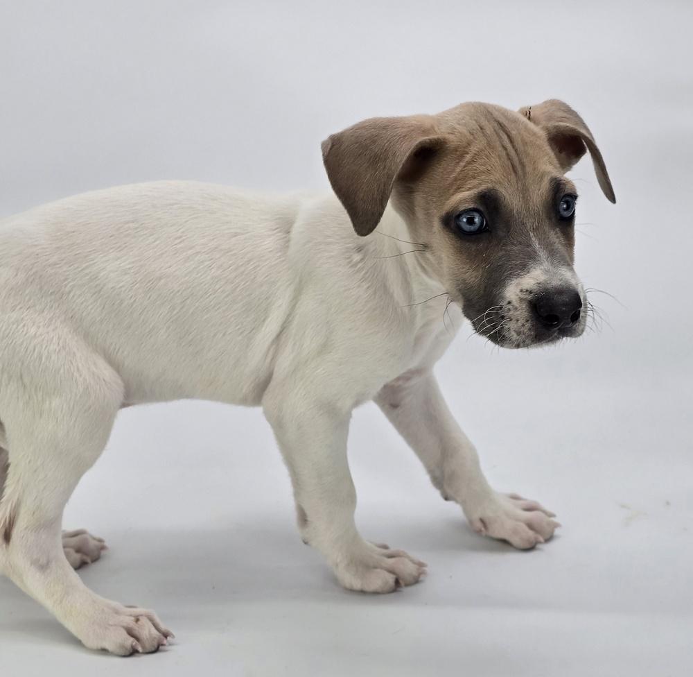 Enlarge Pacman, a Adoptable mixed breed in Sedalia, CO image 3/6