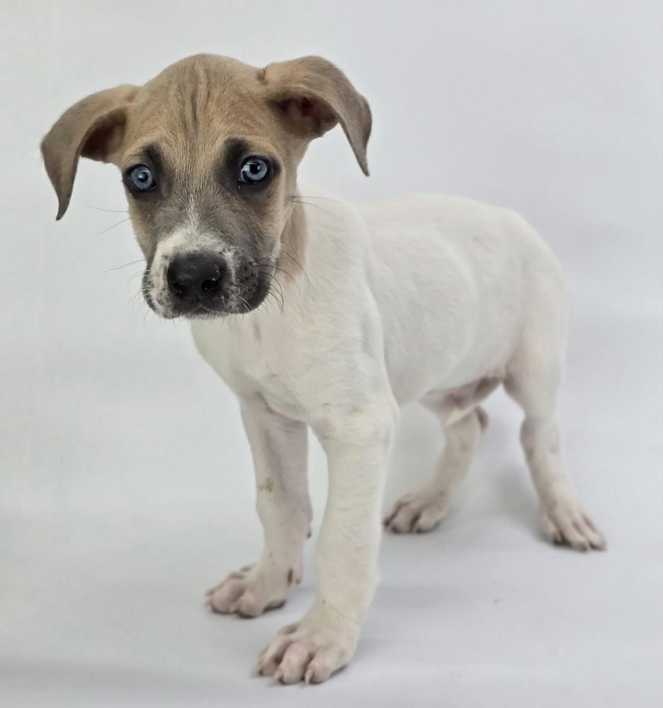 Enlarge Pacman, a Adoptable mixed breed in Sedalia, CO image 5/6
