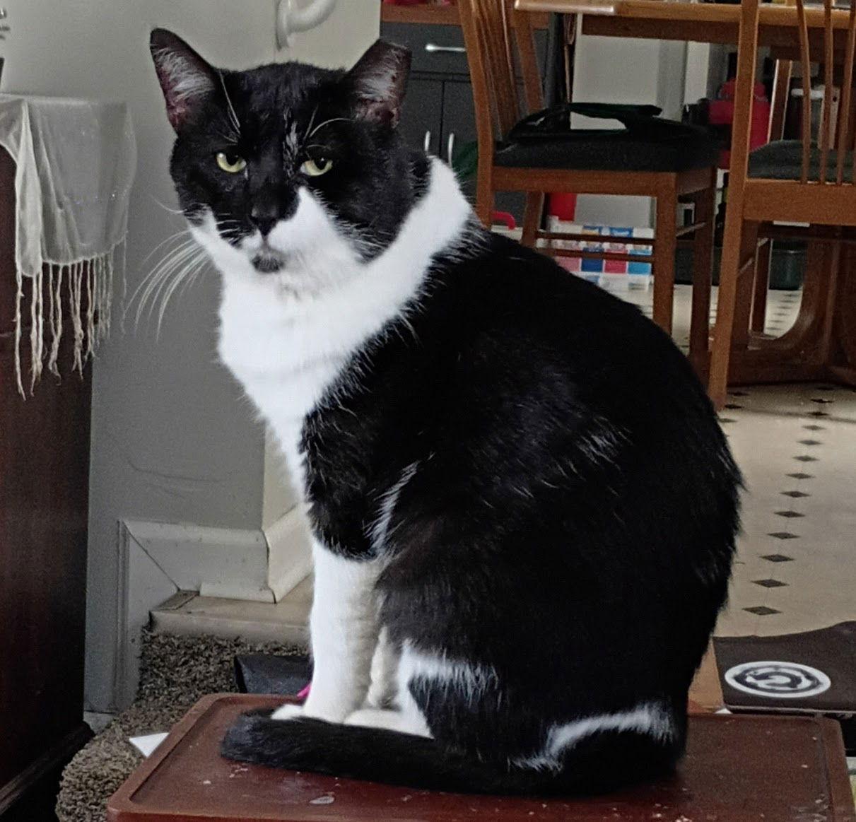 Sweetie Peetie, Adoptable, Adult Male Domestic Short Hair.