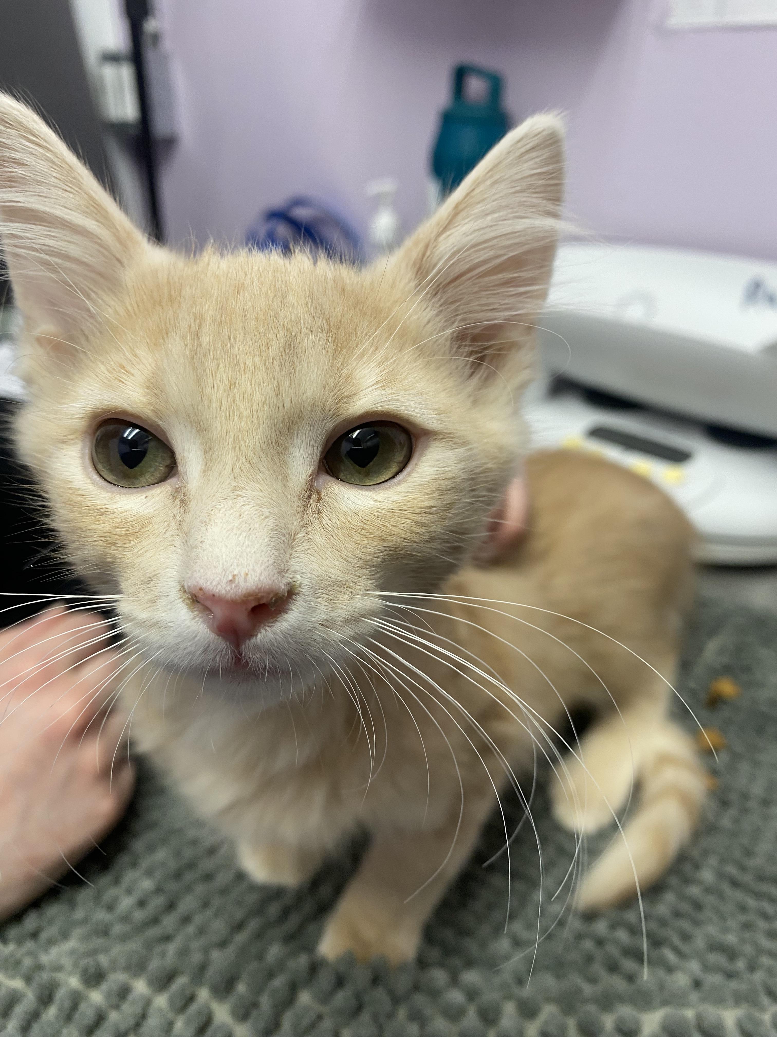 Finn, Adopted, Young Male Domestic Medium Hair.