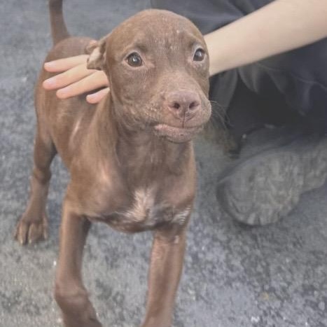 Enlarge Kit Kat, a ADOPTABLE mixed breed in Santa Rosa, CA image 1/1