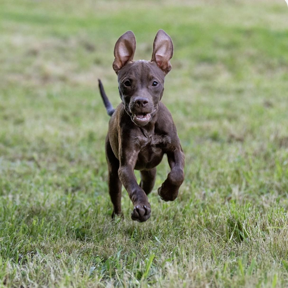 Kit Kat, ADOPTABLE, Puppy Female Pit Bull Terrier.