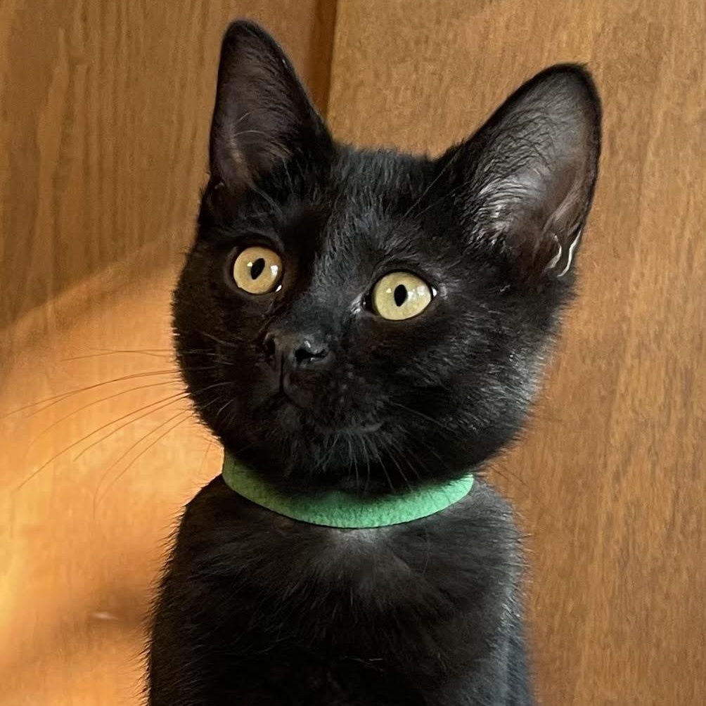 Ozzy 1
